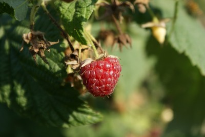 natura remeti 23