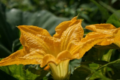 natura remeti 27