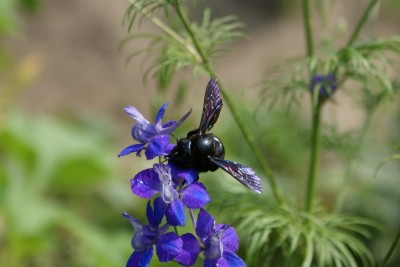 natura remeti 56