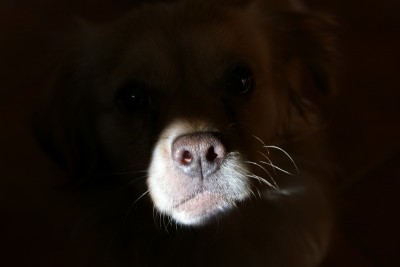 jimmy boy