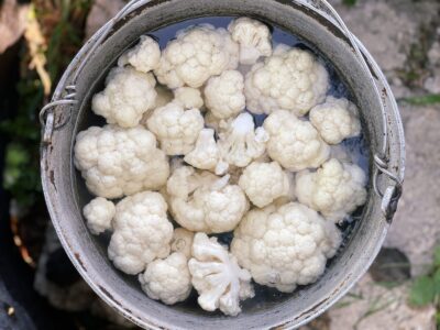 fierbere buchete de conopida